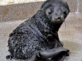 Northern Fur Seal