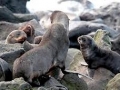 Northern Fur Seal