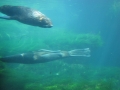 Northern Fur Seal