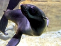 Northern Fur Seal
