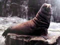 Northern Fur Seal