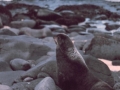 Northern Fur Seal