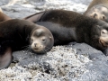 Northern Fur Seal