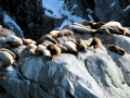 Northern Fur Seal