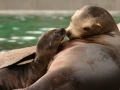 Northern Fur Seal