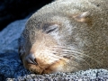 Northern Fur Seal