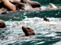 Northern Fur Seal