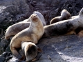 Northern Fur Seal