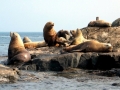 Northern Fur Seal