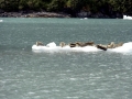 Northern Fur Seal
