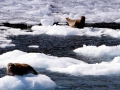 Northern Fur Seal