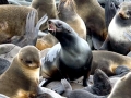Northern Fur Seal