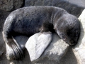 Northern Fur Seal