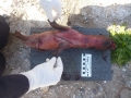 Northern Fur Seal