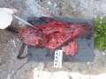 Northern Fur Seal