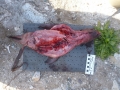 Northern Fur Seal