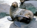 Northern Fur Seal