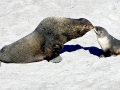 Northern Fur Seal