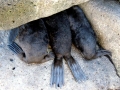 Northern Fur Seal