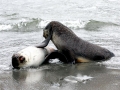 Northern Fur Seal