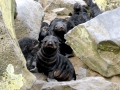 Northern Fur Seal