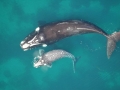 Northern Right Whale