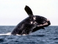 Northern Right Whale