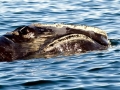 Northern Right Whale