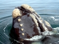 Northern Right Whale