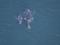 Northern Right Whale