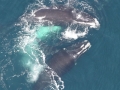 Northern Right Whale