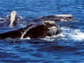 Northern Right Whale