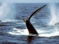 Northern Right Whale
