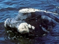 Northern Right Whale