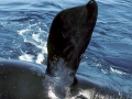 Northern Right Whale