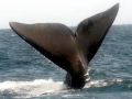 Northern Right Whale
