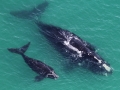 Northern Right Whale
