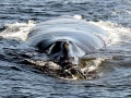 Northern Right Whale