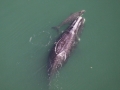 Northern Right Whale