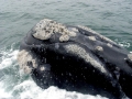 Northern Right Whale