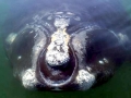 Northern Right Whale