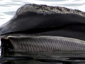 Northern Right Whale