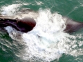 Northern Right Whale