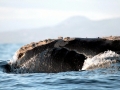 Northern Right Whale