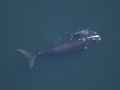 Northern Right Whale