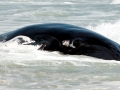 Northern Right Whale