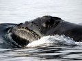 Northern Right Whale