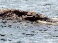 Northern Right Whale