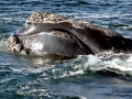 Northern Right Whale