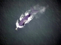 Northern Right Whale